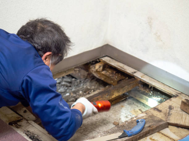 Best Mold Remediation  in Short Pump, VA