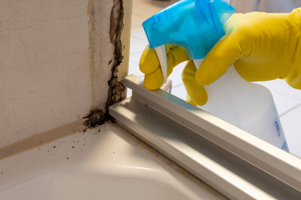 Best Mold Damage Repair  in Short Pump, VA